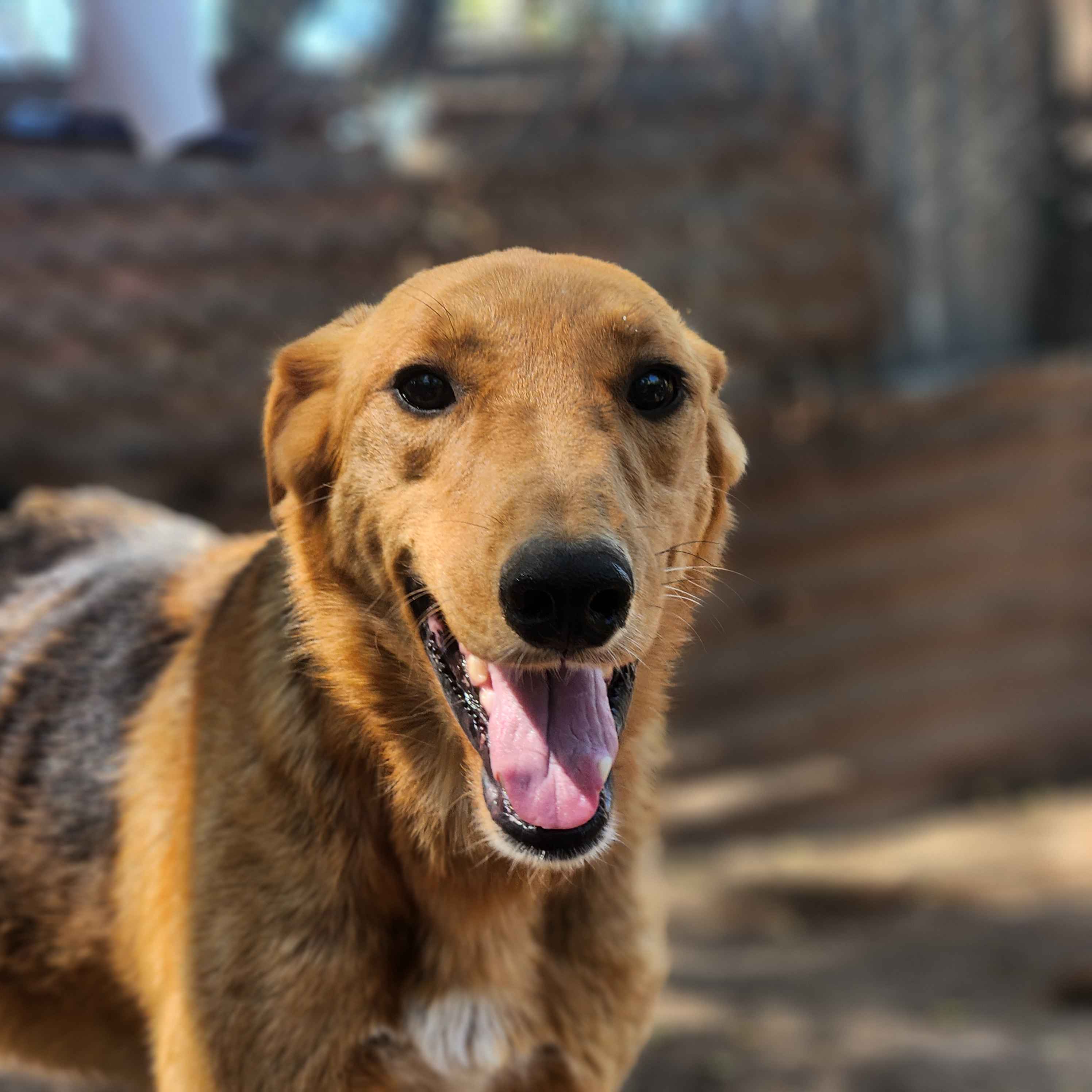 Germán