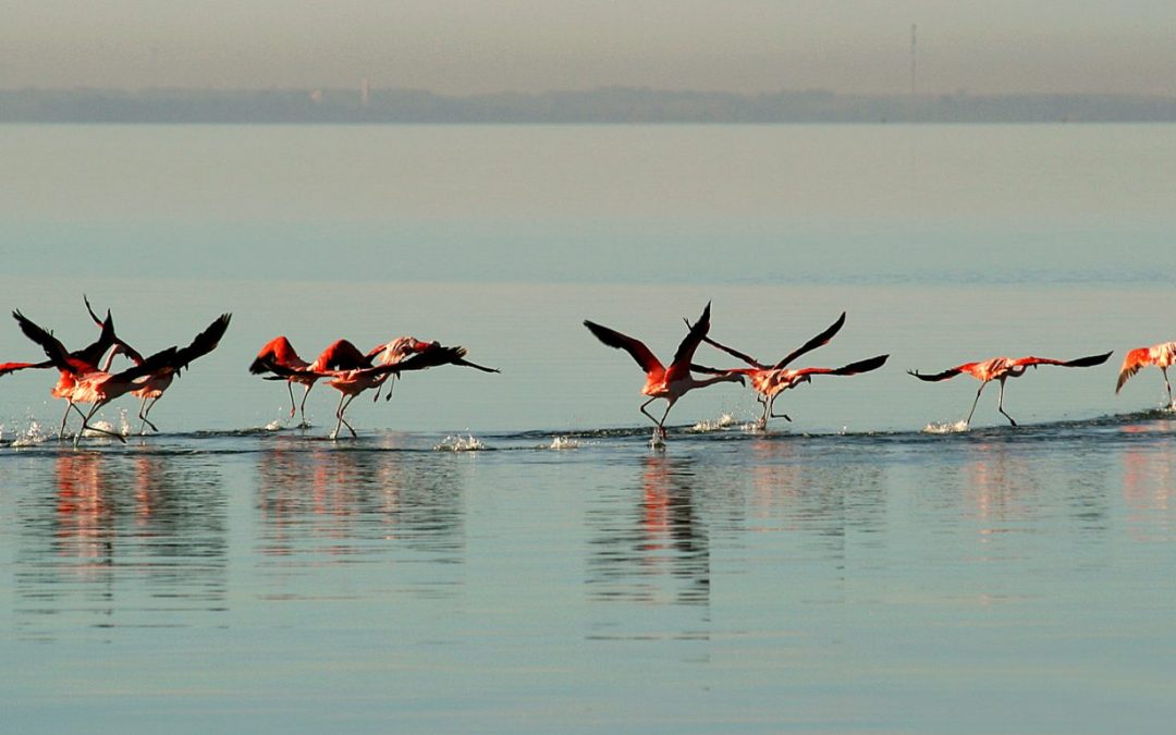 Comienzan los talleres educativos para conocer las aves del entorno natural de Adolfo Alsina