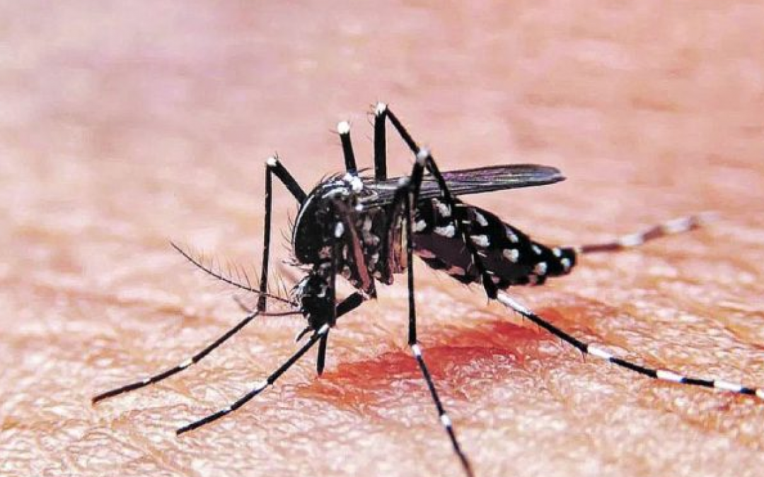 Repelentes: protegernos de la picadura del mosquito Aedes Aegypti