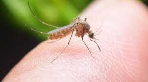 Medidas de prevención por invasión de mosquitos en la región
